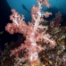 coral_soft_hm_lan_v_0286_tha5712.jpg